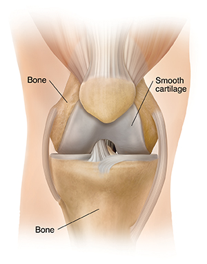 Front view of knee joint.